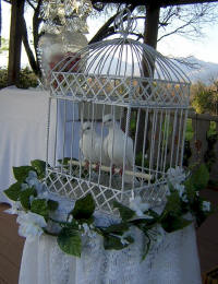 http://catalinawhitedoves.com/images/lovedoves2.jpg http://catalinawhitedoves.com/images/lovedoves2.jpg